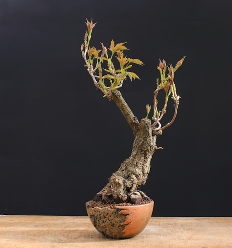Virginia Creeper bonsai
